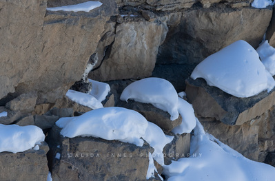 Two cubs hiding