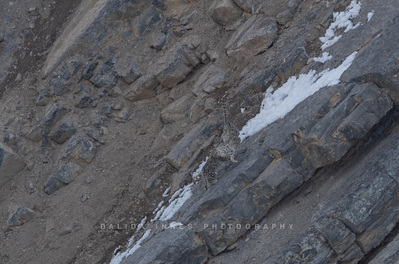 Snow leopard and cubs