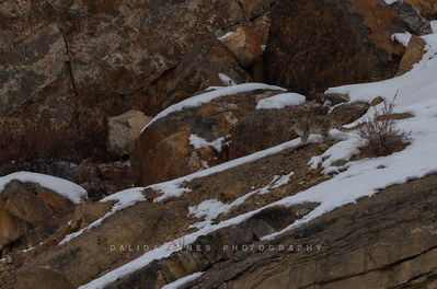Snow leopard