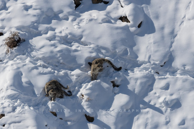 Snow leopard and cubs