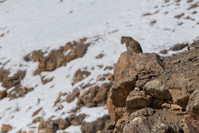 Snow leopard