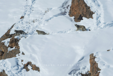 Snow leopard and cubs