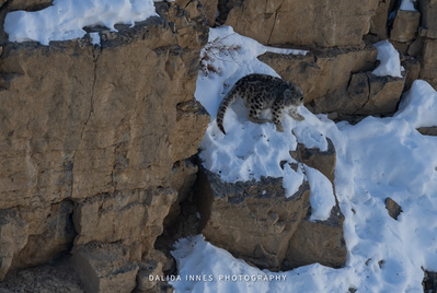 A 9 month old snow leopard