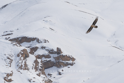 Bearded vulture