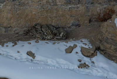 Female Snow leopard and her three cubs