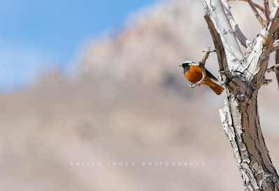 Himalayan bird