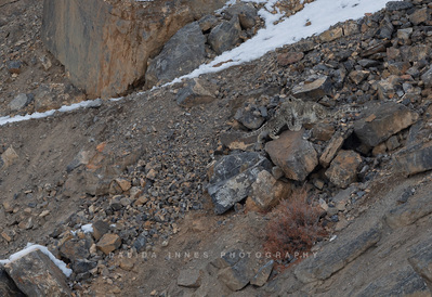Snow leopard and cubs