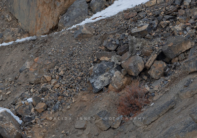 Snow leopard and cubs