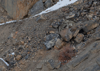 Snow leopard and cubs