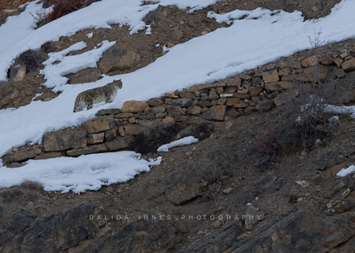 the female snow leopard