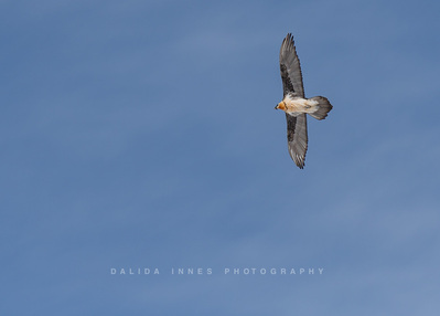 Bearded vulture flying over the valley