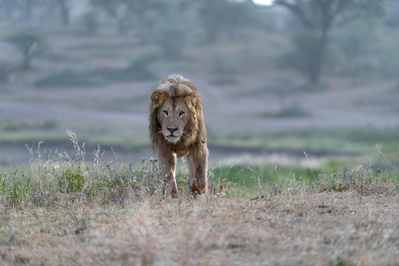 King of the Marsh