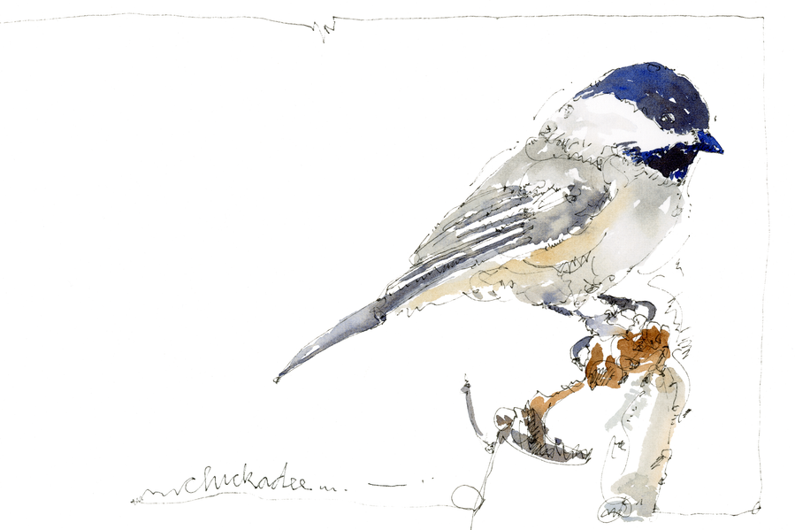 Watercolor illustration of a chickadee by Jerry Kalback