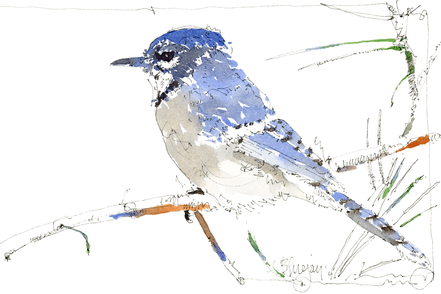 Watercolor illustration of a Blue Jay by Jerry Kalback