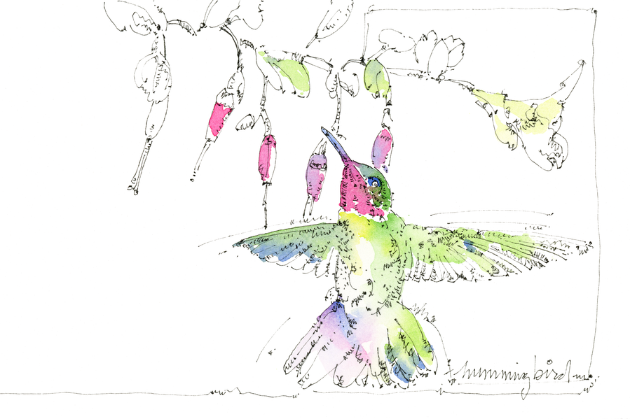 Watercolor illustration of a hummingbird by Jerry Kalback