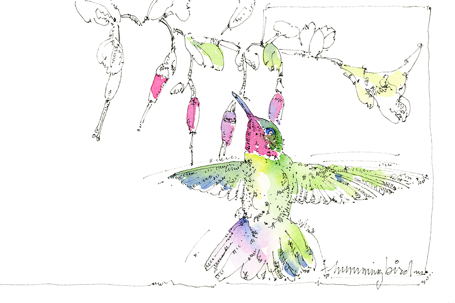 Watercolor illustration of a hummingbird by Jerry Kalback