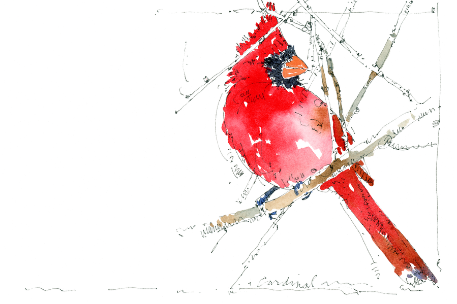 Watercolor illustration of a cardinal by Jerry Kalback