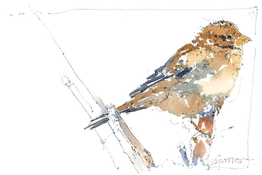 Watercolor illustration of a sparrow by Jerry Kalback