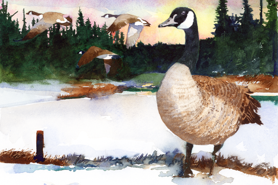Watercolor print of Canada geese by Jerry Kalback Illustration