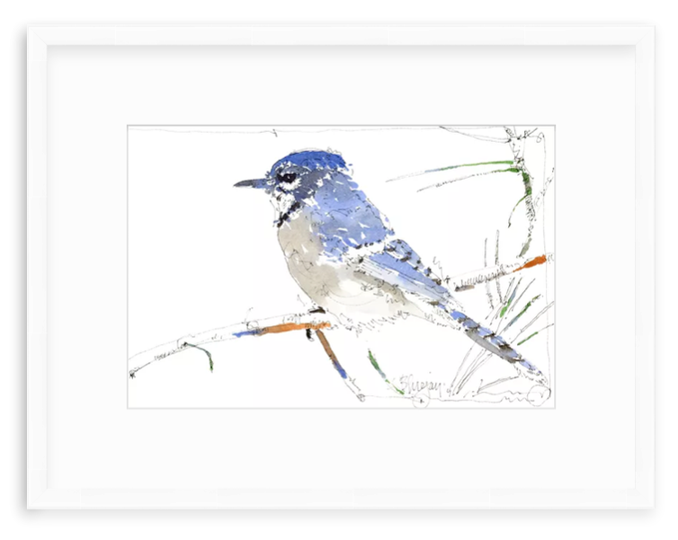 Watercolor illustration of a Blue Jay by Jerry Kalback