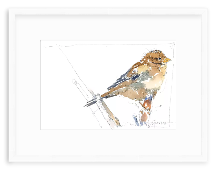 Watercolor illustration of a sparrow by Jerry Kalback