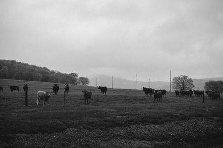 Landscape image in black and white of cows in a field in Huntsville, Alabama taken by Matt Chandler