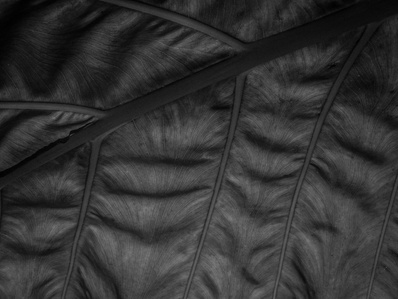 Landscape image in black and white of the underside of a leaf taken in Charlotte, North Carolina by Matt Chandler with a Nikon DSLR camera