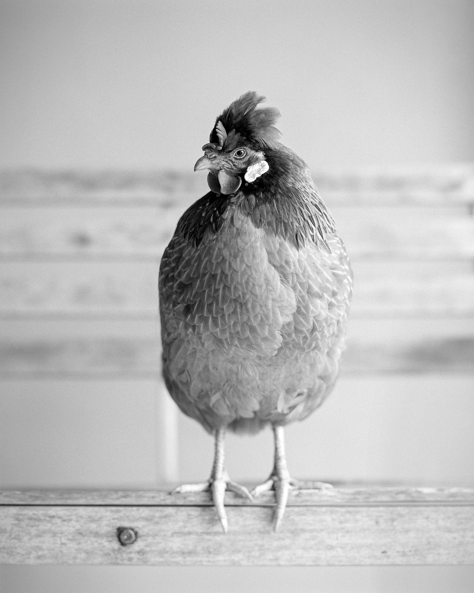 Black and white medium format studio portrait photo of a chicken sitting on a bench.  Shot on Ilford Kentmere 400.