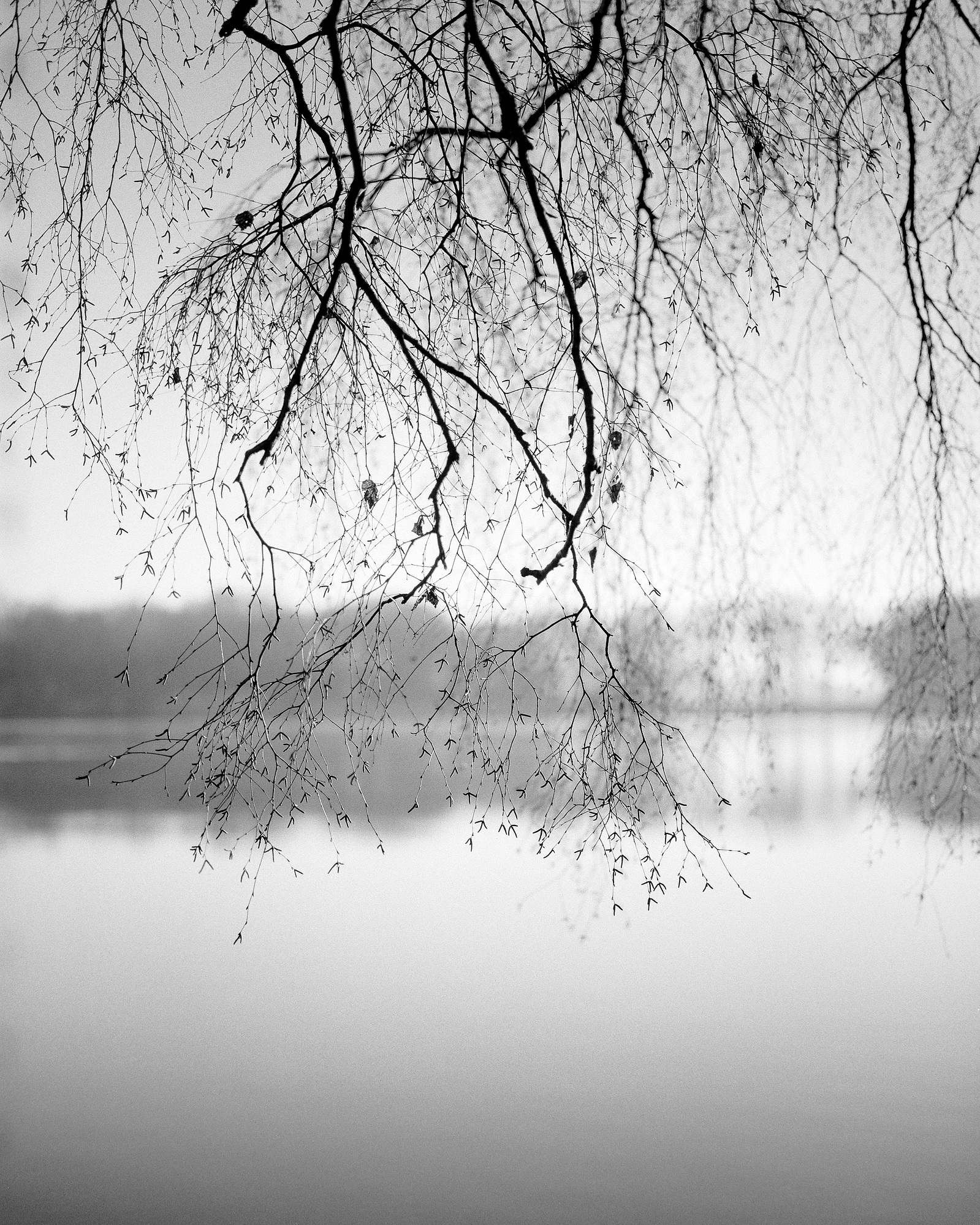 Black and white photo of the branches of a tree by a quiet lake. Shot on Ilford Kentmere 100 medium format film.
