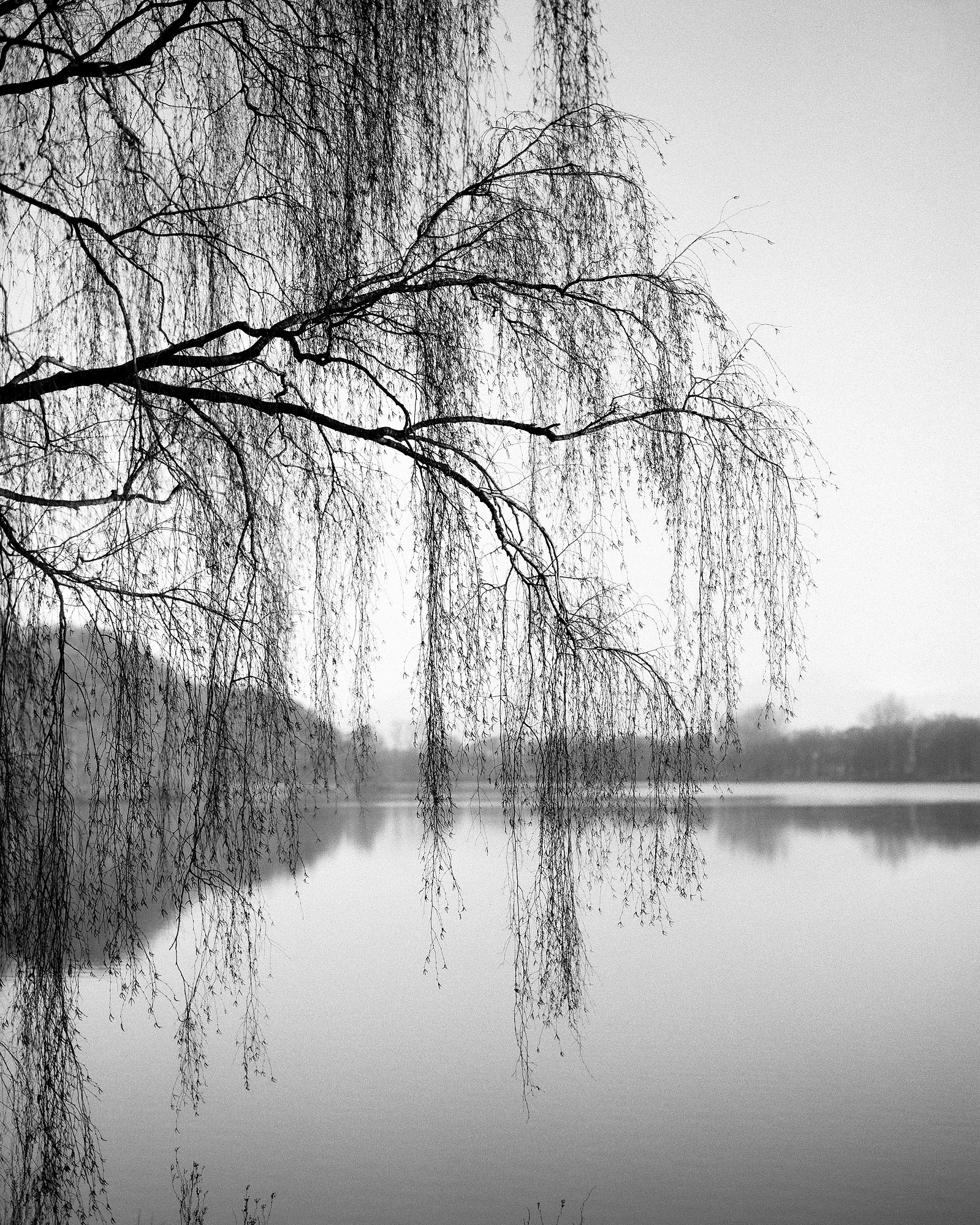 Black and white photo of the branches of a weeping willow by a quiet lake. Shot on Ilford Kentmere 100 medium format film.