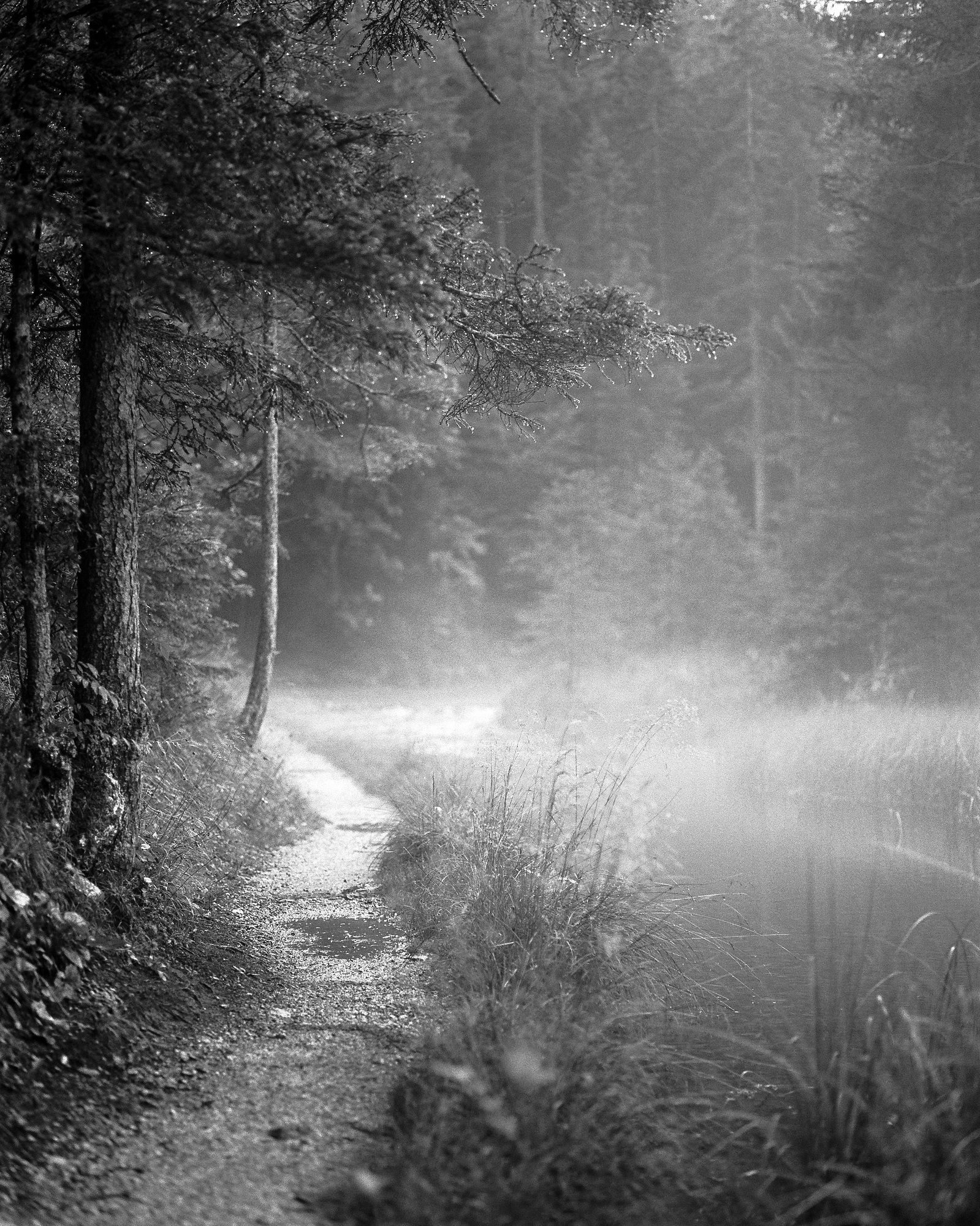 Black and white medium format photo of the Liosachquelle in Austria.The mist wafts over the spring and nearby hiking path. Shot on Ilford Kentmere 100.