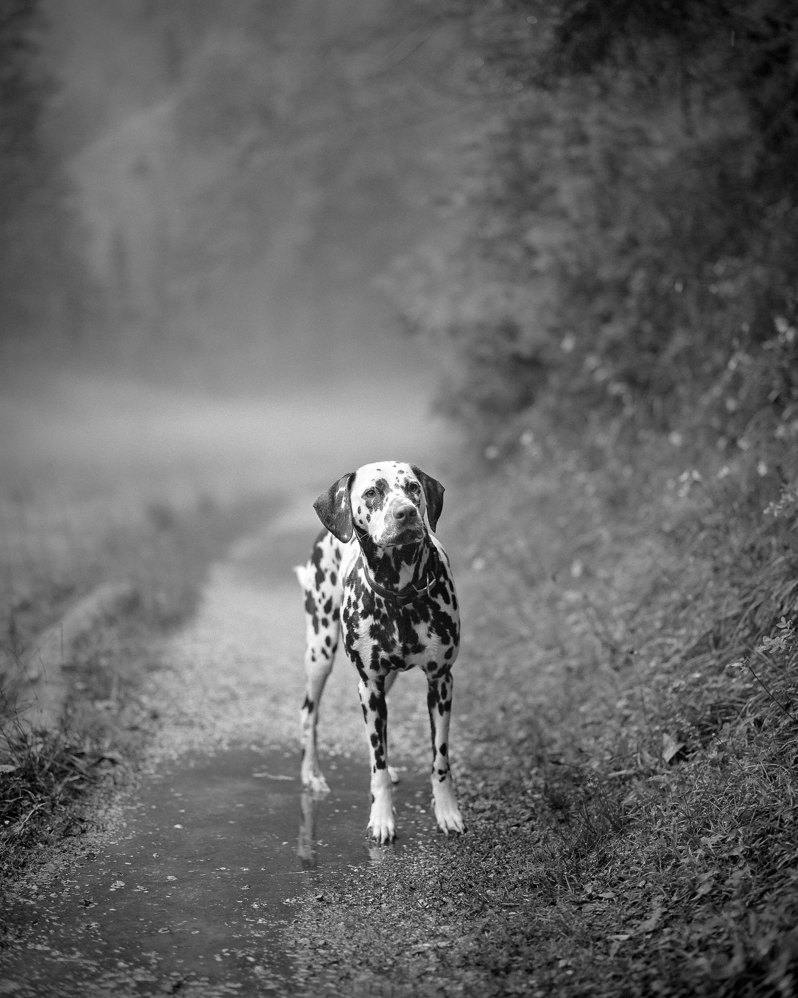 Black and white medium format portrait photo of a Dalmatian near  the Liosachquelle in Austria. Shot on Ilford Kentmere 100.