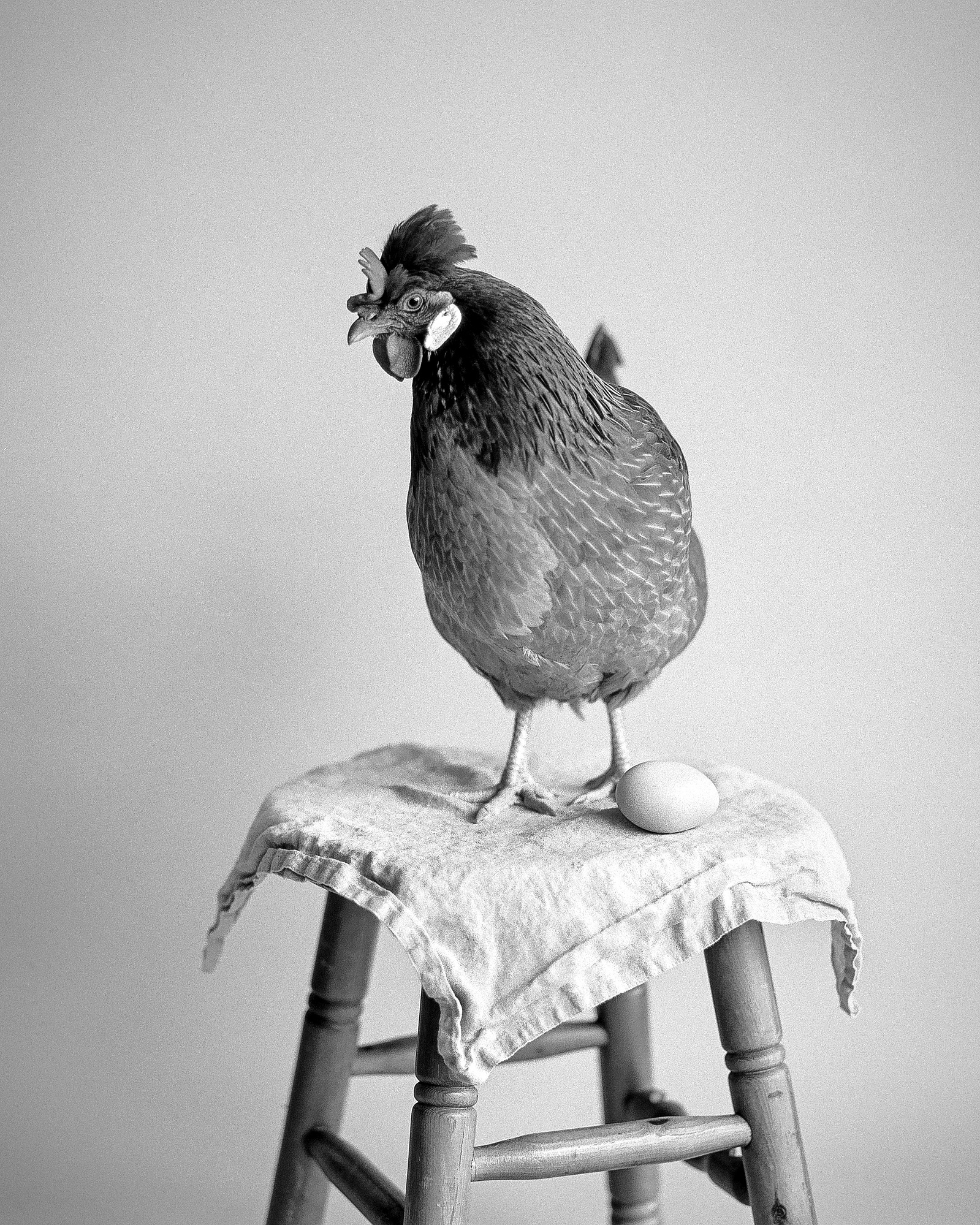 Black and white medium format studio portrait  photo of a chicken hen and her egg standing on a stool. Shot on Ilford Kentmere 100.