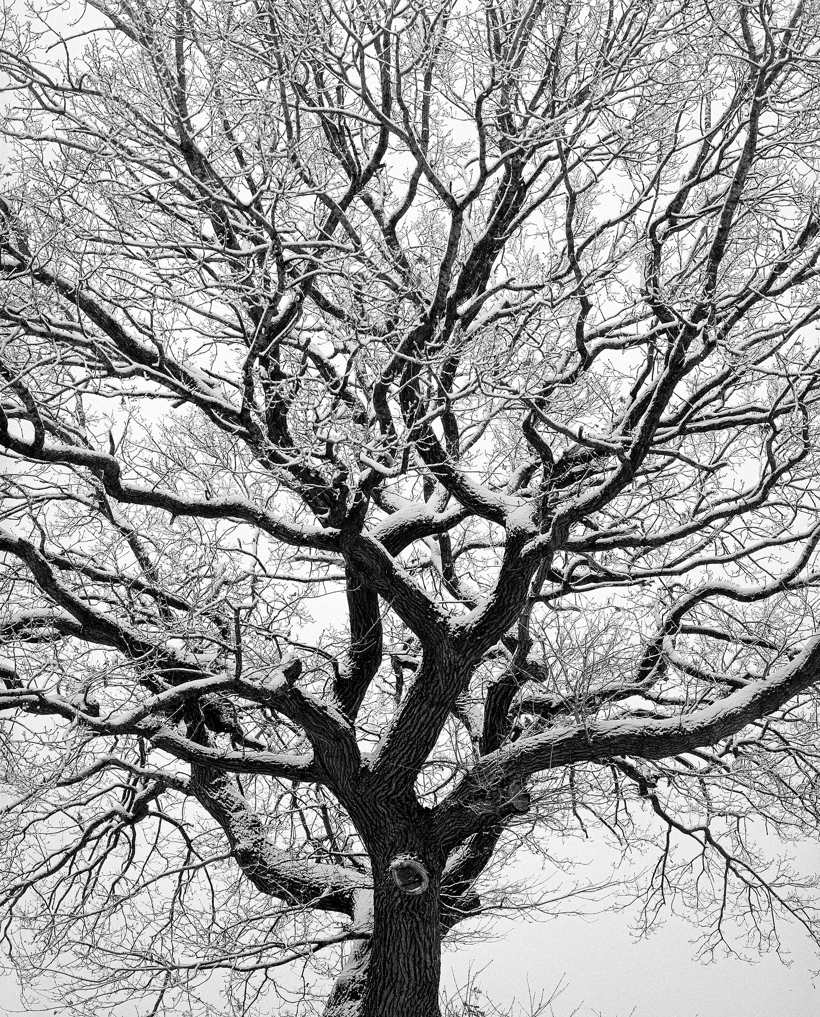 Close up shot of the snowy branches of an old and large oak tree. Black and white medium format photo, taken on Ilford Kentmere 400.