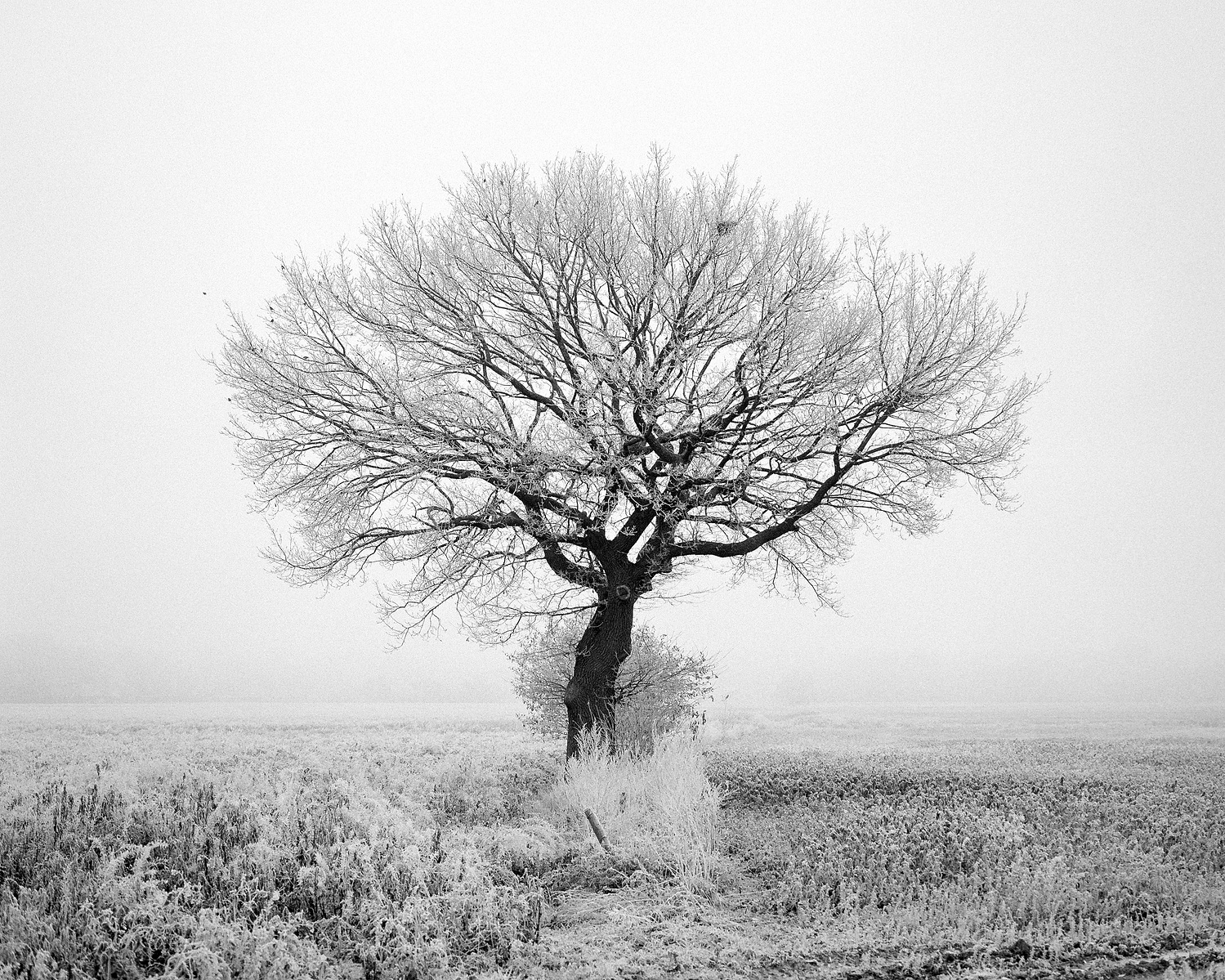 An old and large oak tree standing in the middle of a wide field on a snowy and hazy morning. Black and white medium format photo, taken on Ilford Kentmere 400.