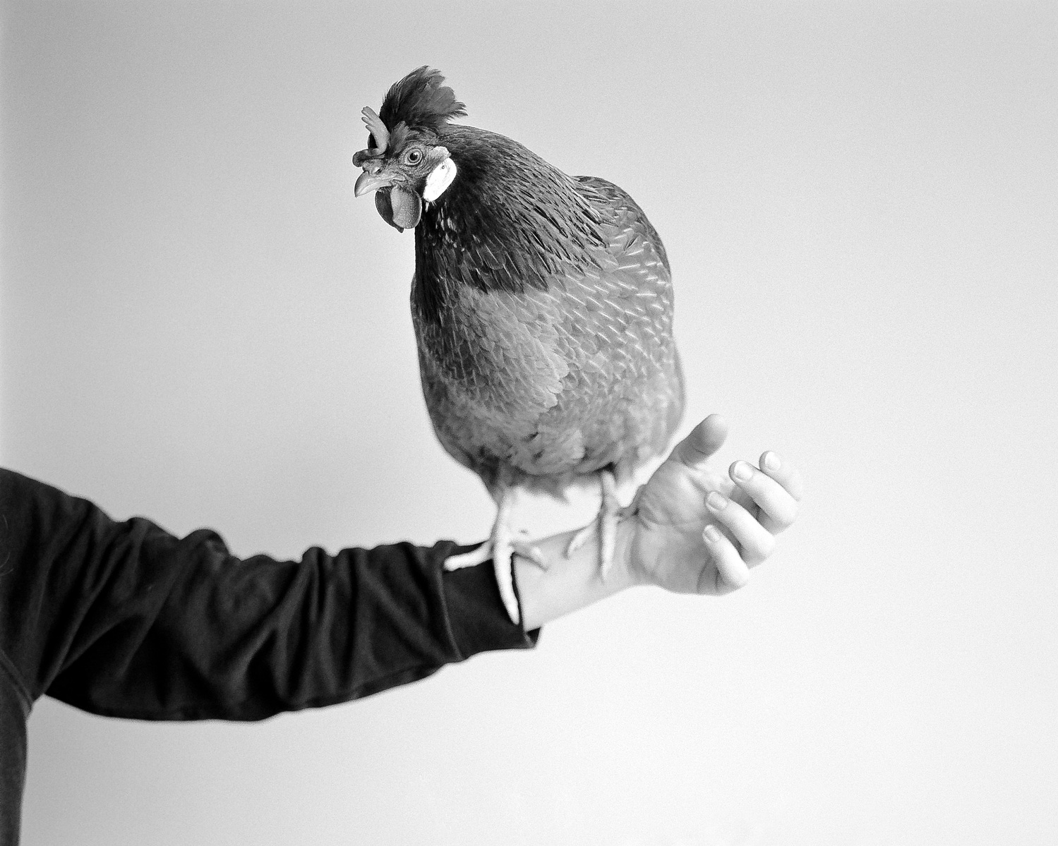 Black and white medium format studio portrait photo of a chicken sitting on the arm of his owner. Shot on Ilford Kentmere 100.