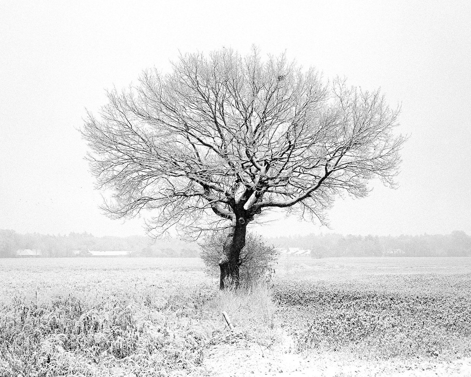 An old and large oak tree standing in the middle of a wide field on a snowy and hazy morning. Black and white medium format photo, taken on Ilford Kentmere 400.