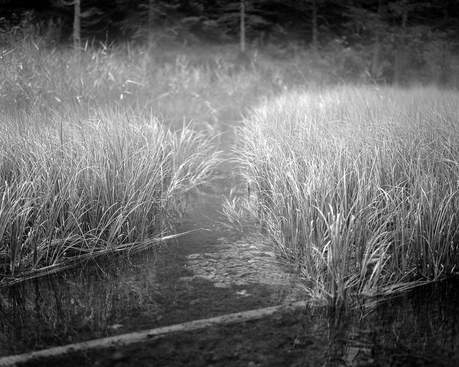 Black and white medium format photo of the Liosachquelle in Austria. Shot on Ilford Kentmere 100.