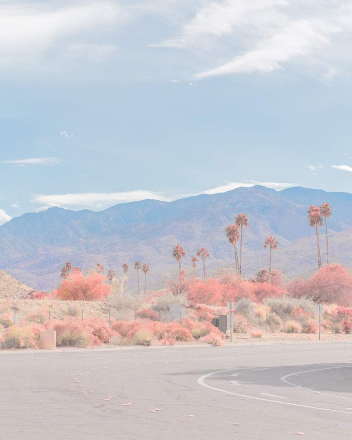 Pink Palm Springs