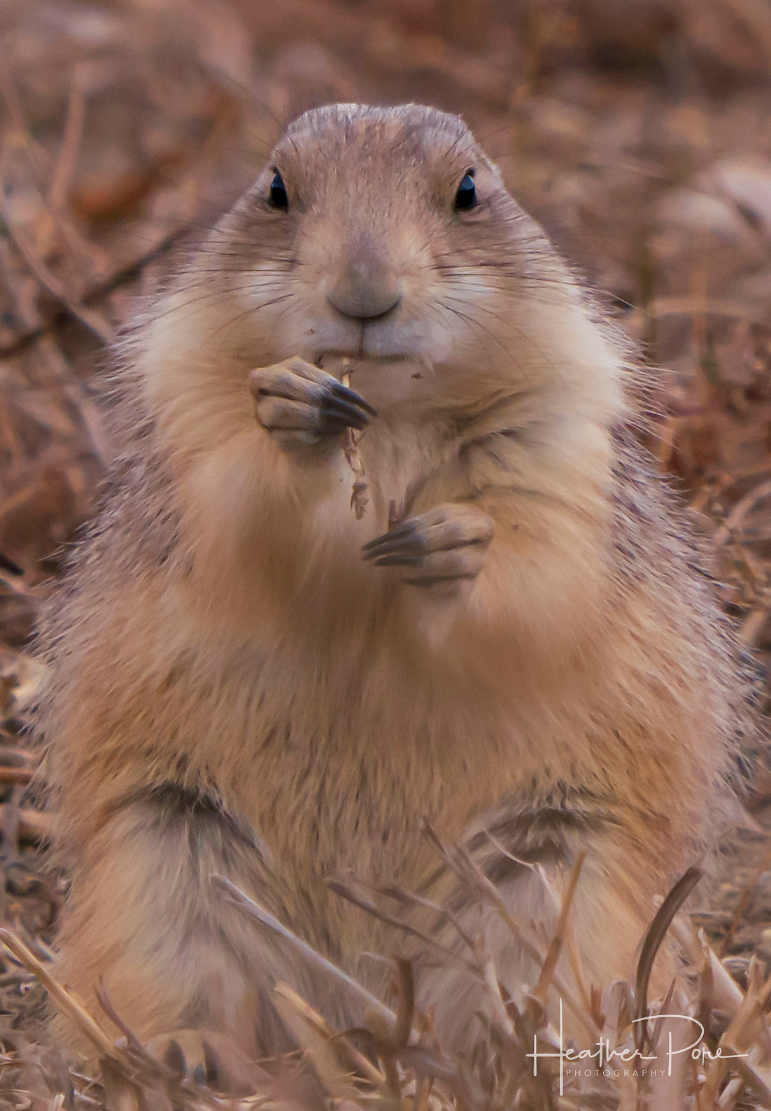 wildlife photography of a prairie dog sitting down eating a piece of grass with its hands