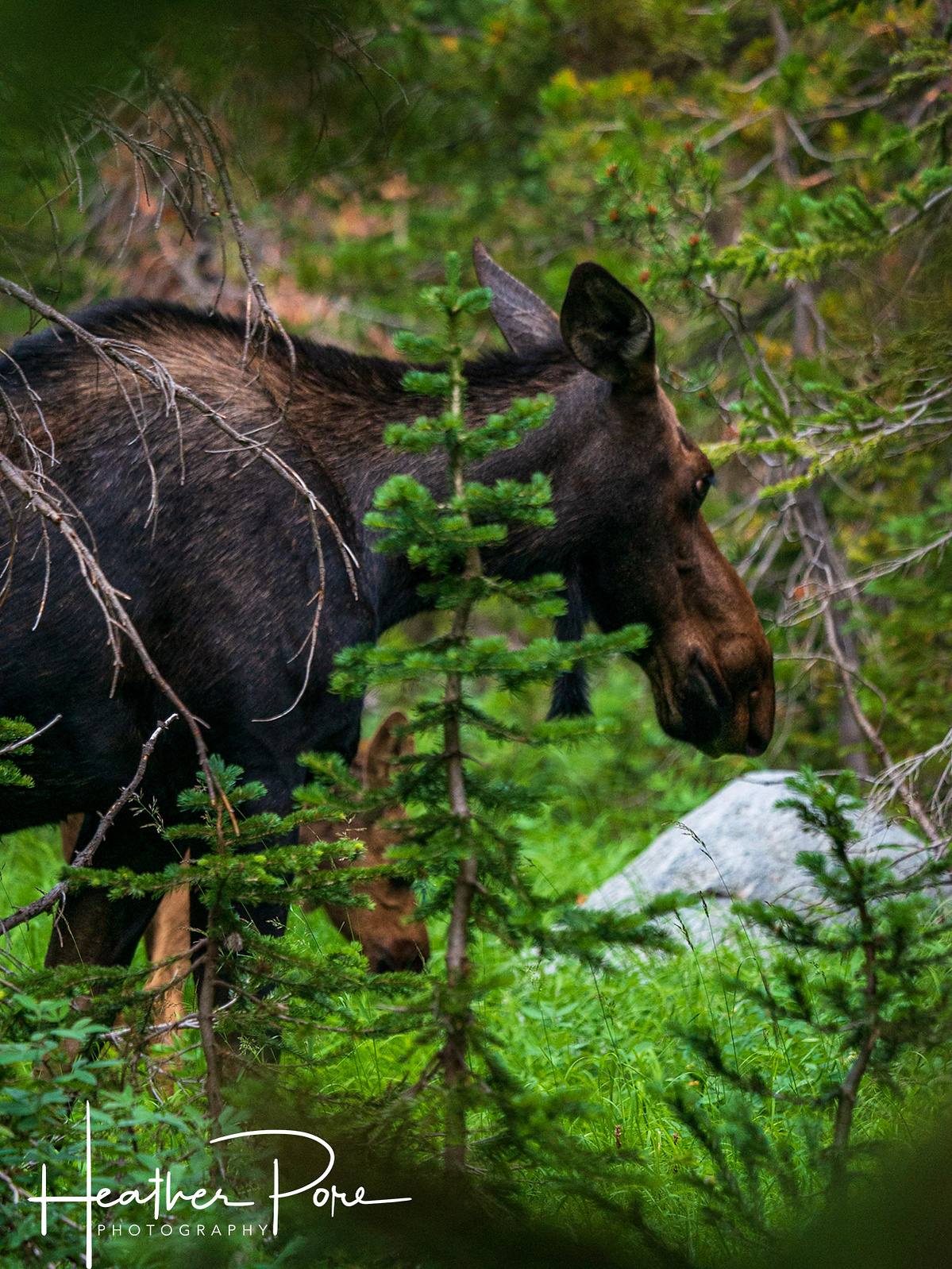 Momma and baby moose eating at Coney Flats