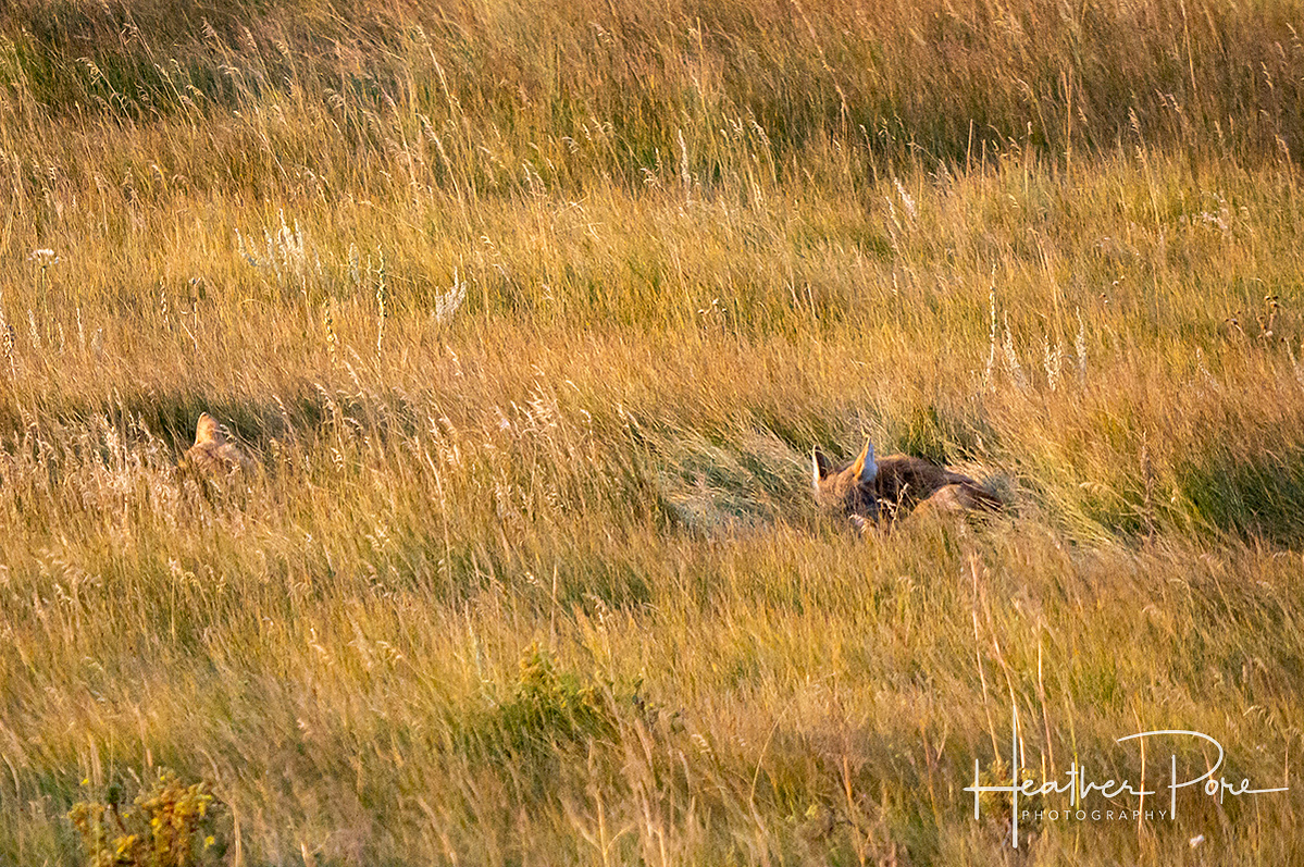 sleeping coyotes in a field in rocky mountain national park