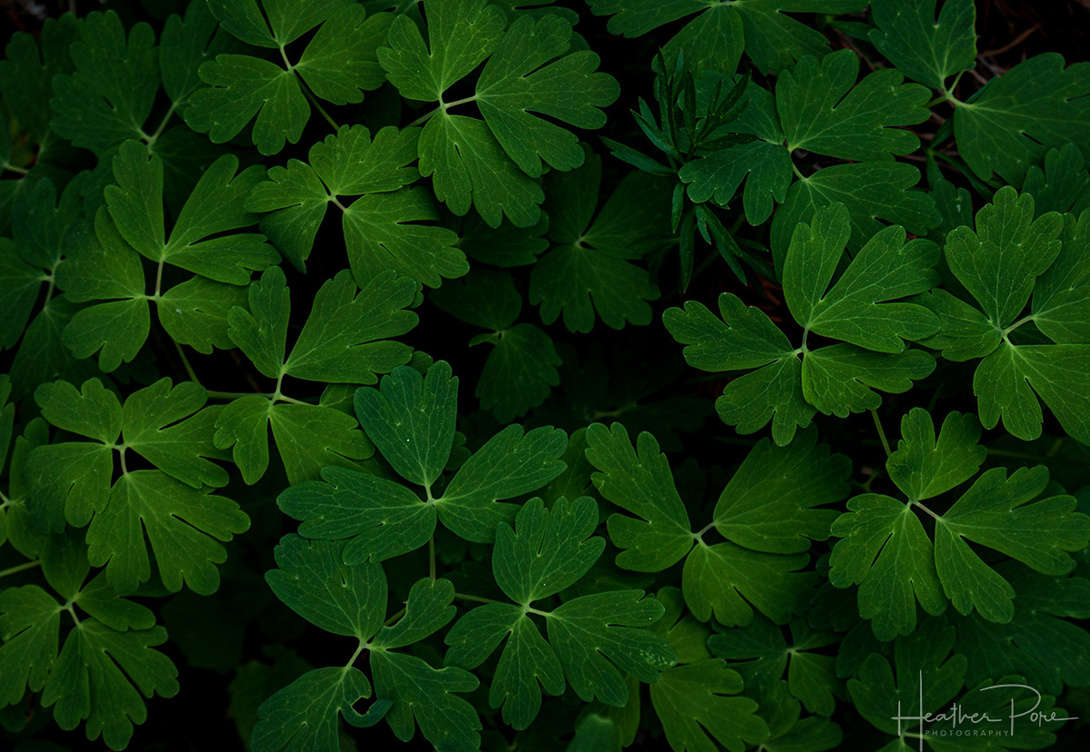 an abstract and intimate photograph of green foliage with a little light shining on it with a black background