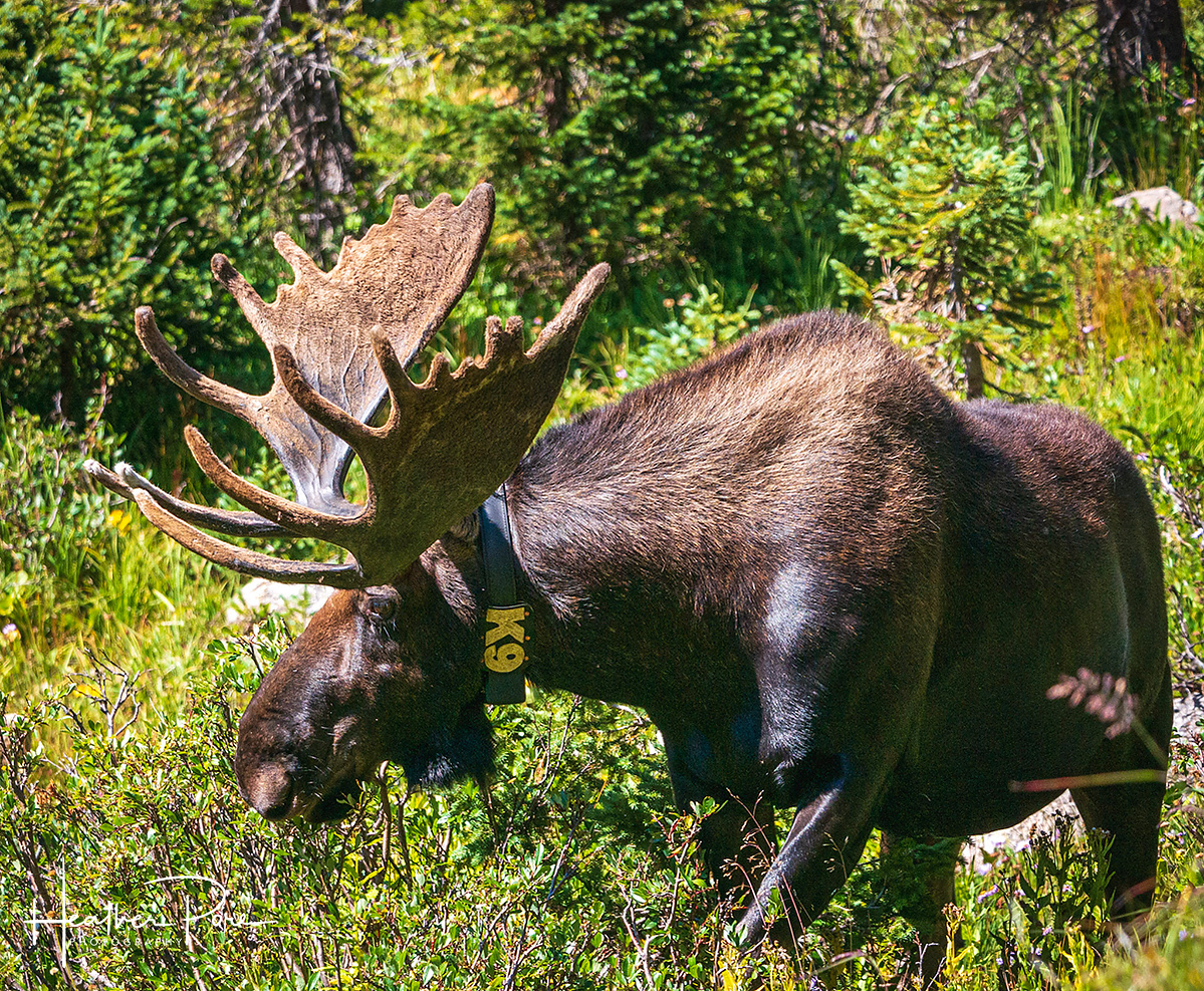 Bull moose eating in rocky mountain national park