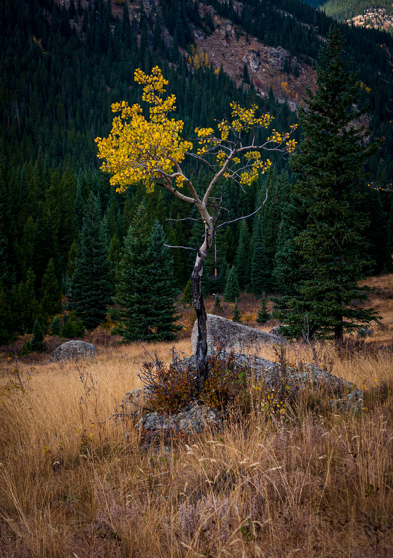 intimate landscape photograph or a thin crooked yellow aspen tree