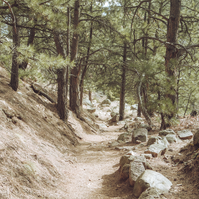 the gregory canyon trail as the sunlight filters through the trees casting shadows onto the trail