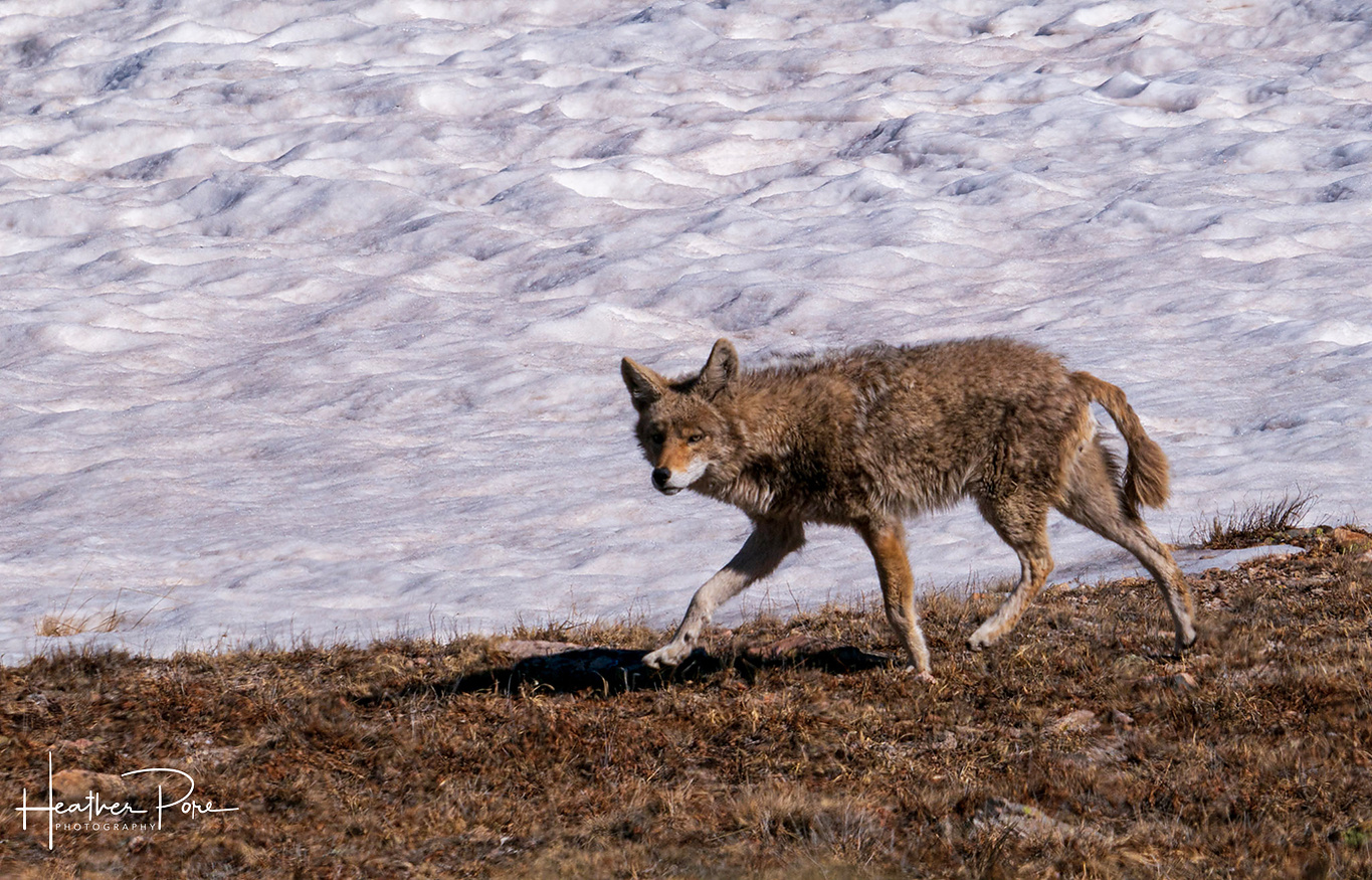 A coyote walking across a mountain snowfield keeping a watchful eye on me