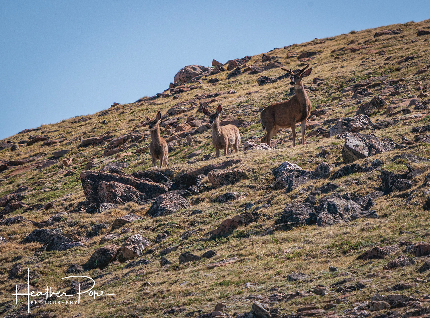 Mule deer buck and two doe watching from a high alpine slope