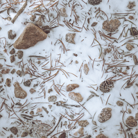a close up photo of rocks and pine needles in the snow