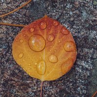 single yellow and orange aspen leaf on a rock with different sized raindrops on itspontaneous nature photography